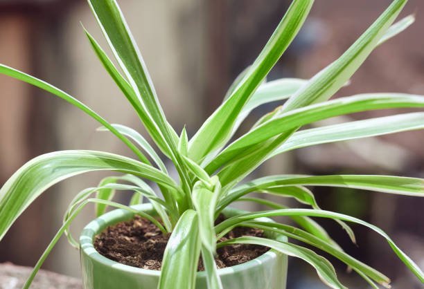 Spider Plant – Plants Villa