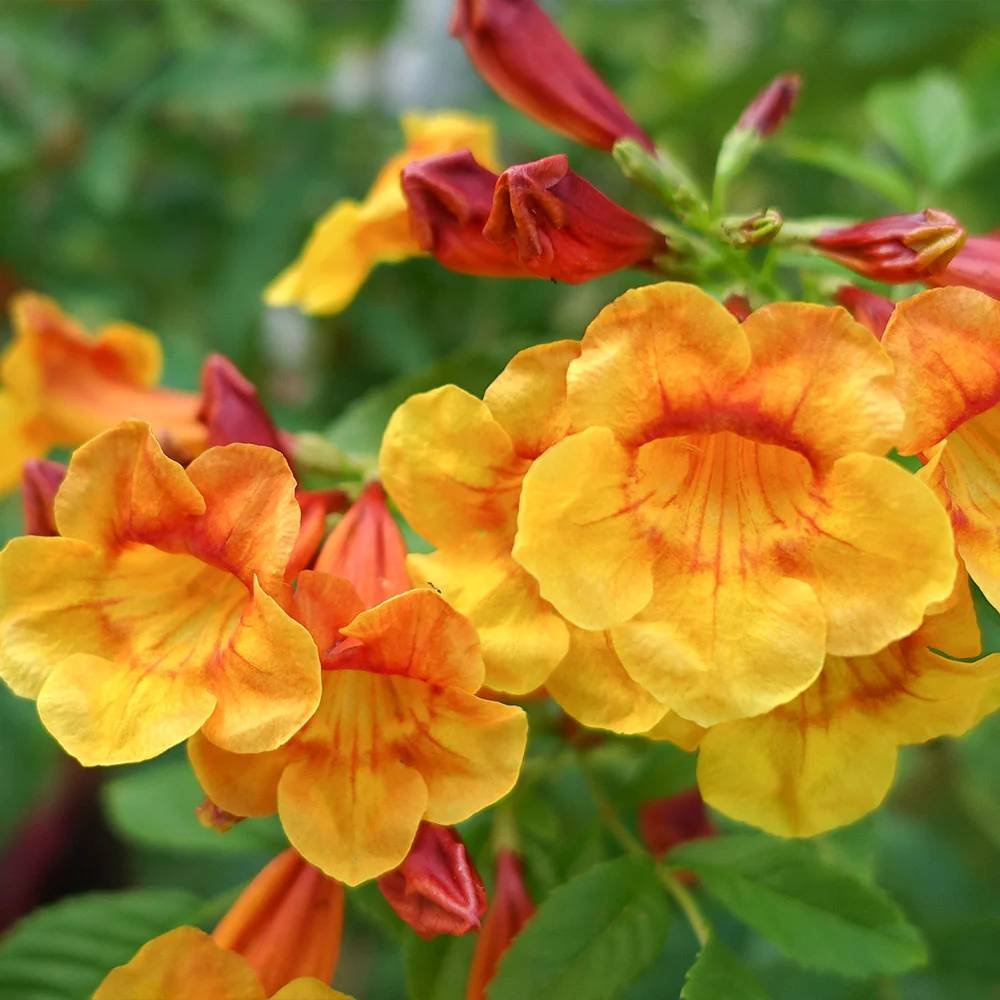 Tecoma Flower Plant-Orange – Plants Villa