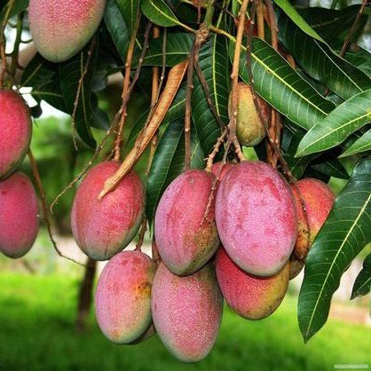 Sindur Kouta-Grafted Mango Fruit Plant