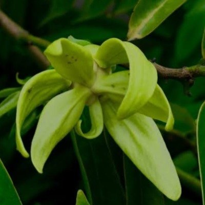 Artabotrys Hexapetalus_Green Champa Flowers Plant