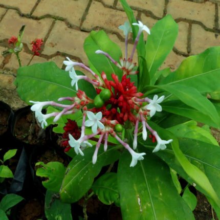 Sarpagandha | Mediclinal Live Plant