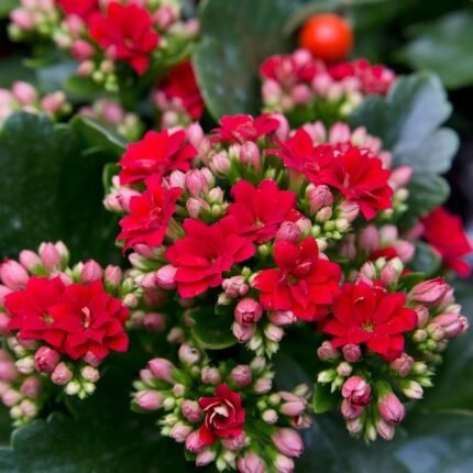 Kalanchoe Flower Plant - Red