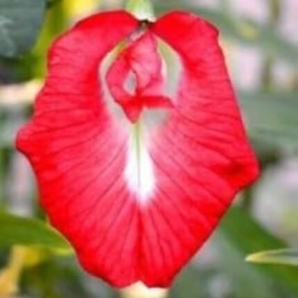 Aparajita Flower Plant - Red
