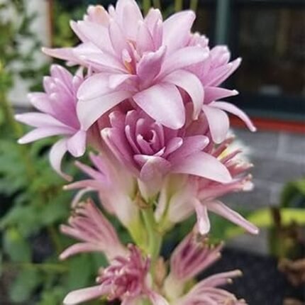 Tube Rose Live Flower Plant - Pink
