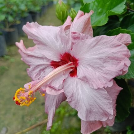 Australian Varitey-Grafted Hibiscus Flower Plant
