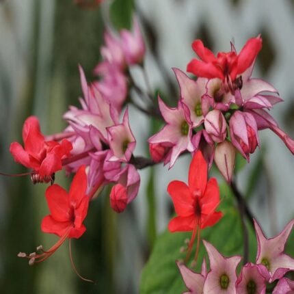 Bleeding Heart Vine Flower Plant - Red