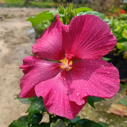 Land Lotus Flower Plant (Red)