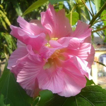 Land Lotus Thoka Varitey Flower Plant (Pink)