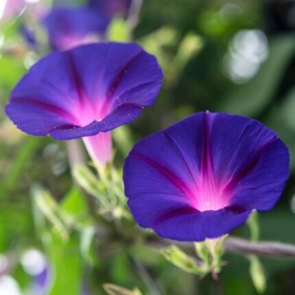 Morning Golory Flower Plant-Blue