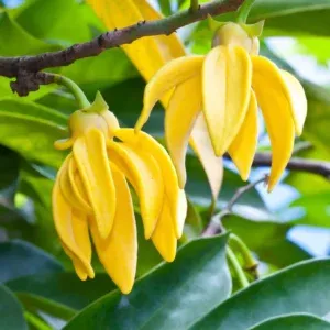 Artabotrys Hexapetalus-Hari Champa Flower Plant - Yellow