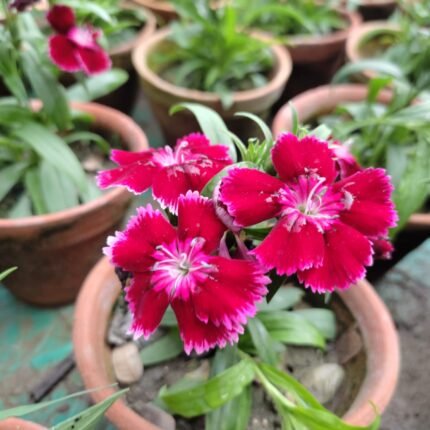 Dianthus Winter Flower Plant