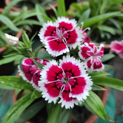 Dianthus Winter Flower Plant