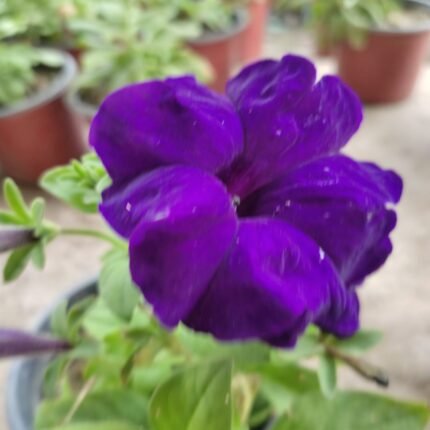 Petunia Winter Flower Plant