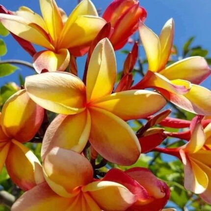 Dwarf Varitey Pulmeria Flower Plant