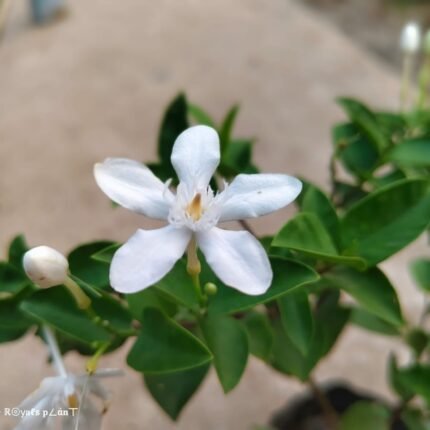 Srilankan Tagar | Jasmine Flower Plant- White
