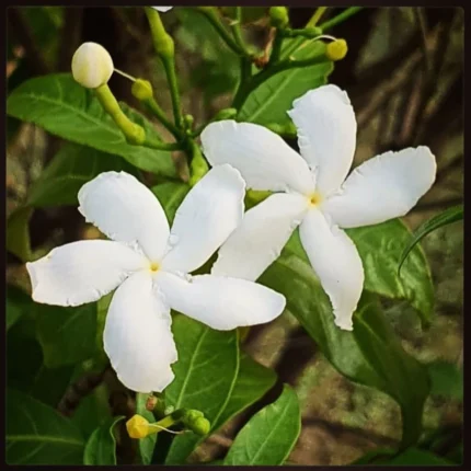 Indian Jasmine Flower Plant- White