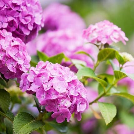 Hybrid Hydrangea Flower Plants - Pink