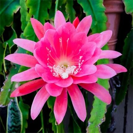 Brahma Kamal Flower Plant - Pink