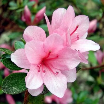 Azalea Flower Plant ( Pink)