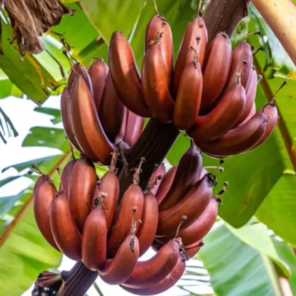 Tissu Cultures Red Banana Fruit Plant