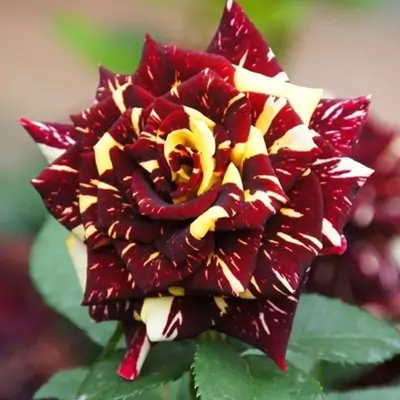 Abracadabra-Rose Flower Plant