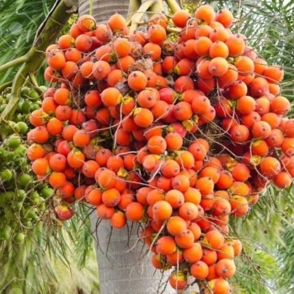 Dwarf Varitey-Betel Nut (Supari) Fruit Plant