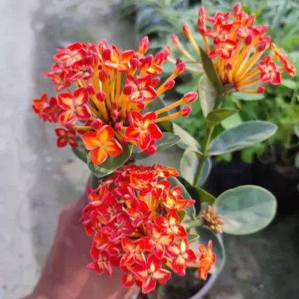 Thailand Varitey Ixora Flower Plants