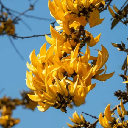 Butea Monosperma (Palash) Flower Plant - Yellow