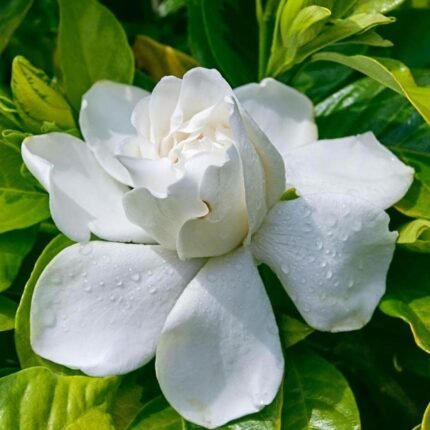 Arabian Jasmine Perfuming Flower Plant - White