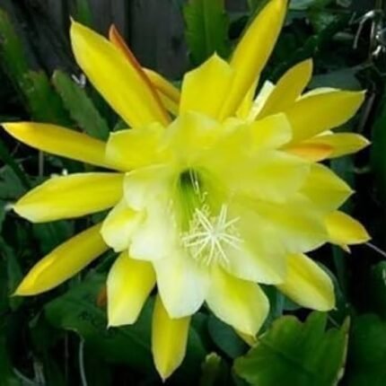Brahma Kamal Flower Plant - Yellow