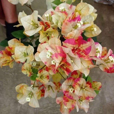 Chitra Monduring - Bougainvellia Flower Plant