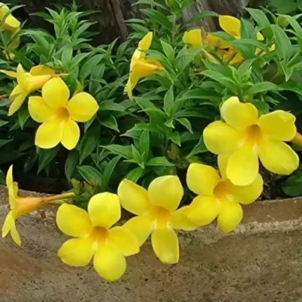 Mandevilla Flower Plant -Yellow