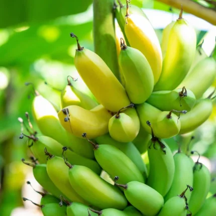 Tissue Culture Banana Fruit Plant
