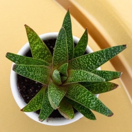 Gasteria Tukhelensis