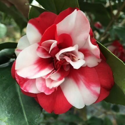 Camellia Flower Plant (Red & White)