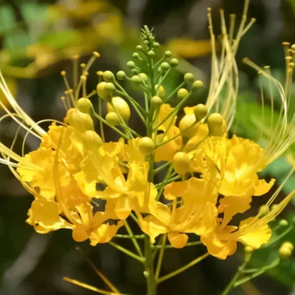 Peacock (Radhachura) Flower Plant - Yellow