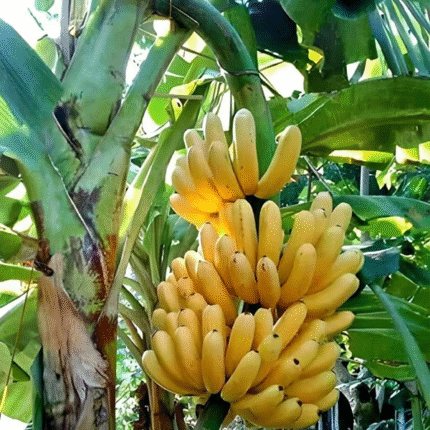 Exotic G9_Grand Nine Banana Fruit Plant